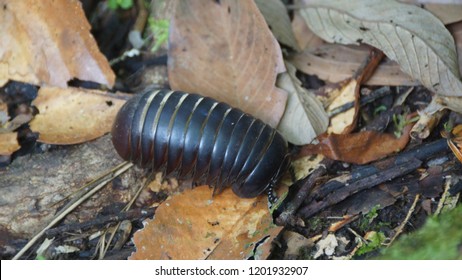 pill millipede found in danum valley borneo rainforest