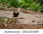 Pill millipede are instinctively rolling themselves up to protect themselves