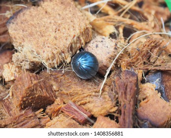 Pill millipede on  chopped coconut  shell : Scientific name Glomeris marginata (Villers, 1789)