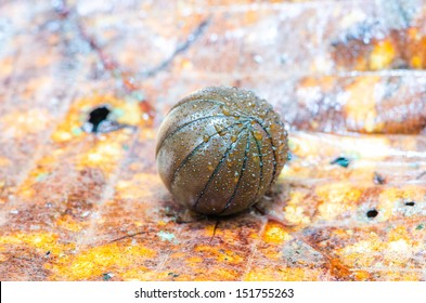 Pill millipede is rolling into ball form in rain forest.