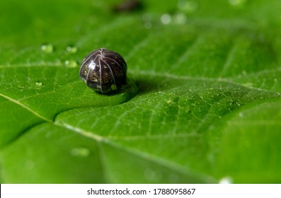 Pill Woodlouse Rolled Up (Roly Poly)