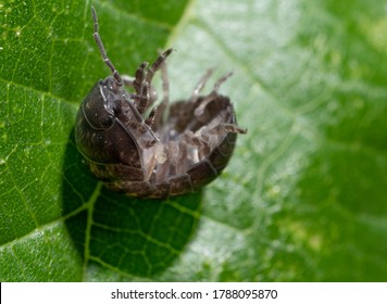 Pill Woodlouse Rolled Up (Roly Poly)