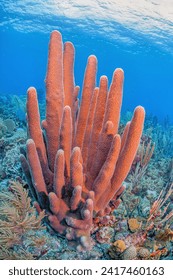 Pillar coral,Dendrogyra cylindrus,is a hard coral order Scleractinia
