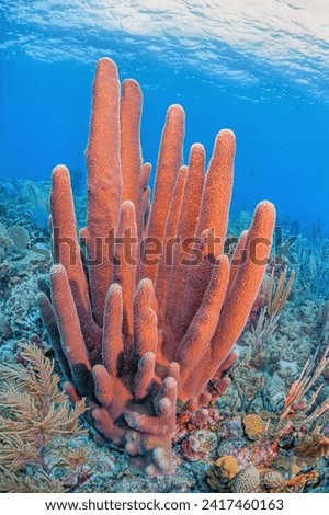 Pillar coral,Dendrogyra cylindrus,is a hard coral order Scleractinia