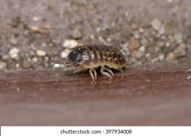  pill-bug (Armadillidium vulgare)