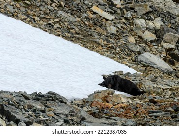 Pillow Of Snow For A Hot Black Bear In Washington Mountains