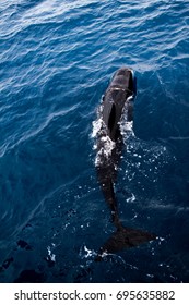 Pilot Whale 