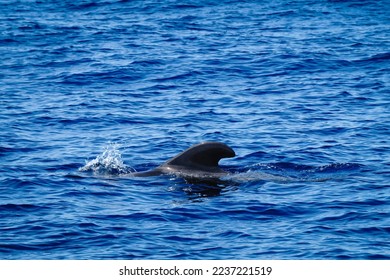 a pilot whale play with water - Shutterstock ID 2237221519