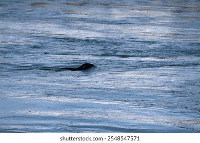 A Pilot whale swimming in the ocean water - Powered by Shutterstock