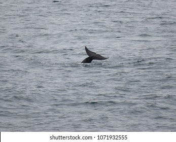 Pilot Whale Tail