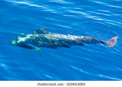 Pilot Whale Underwater In Ocean Near Tenerife