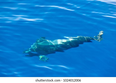 Pilot Whale Underwater In Ocean Near Tenerife