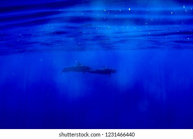 Pilot Whale Underwater In Polynesia Blue Waters