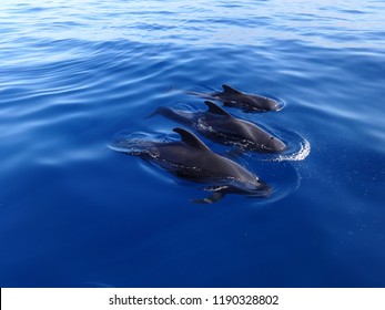 Pilot Whales And Baby