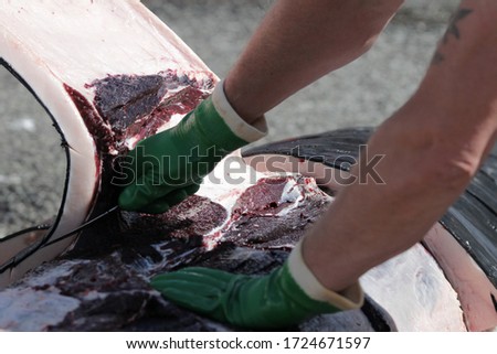 Pilot whales being processed after hunt
