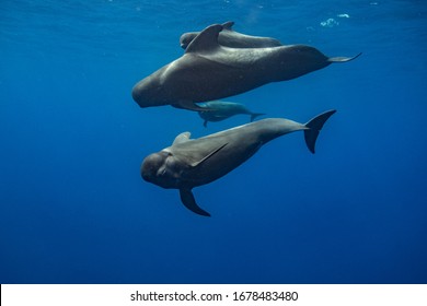 Pilot Whales At The Ocean