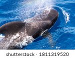 Pilot whales off the coast of Tenerife, Canary Islands