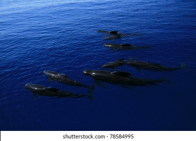 Pilot Whales On The Ocean