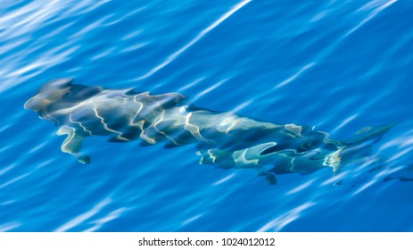 Pilot Whales Underwater Near Tenerife