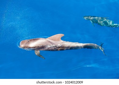 Pilot Whales Underwater In Ocean Near Tenerife