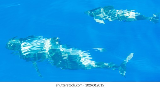 Pilot Whales Underwater In Ocean Near Tenerife