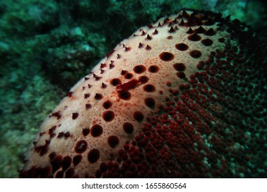 Pin Cushion Starfish High Res Stock Images Shutterstock