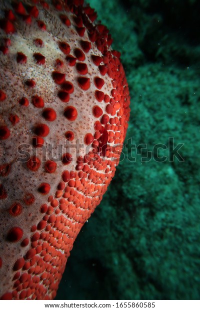 Pin Cushion Starfish Shrimps Stock Photo Edit Now