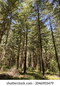 Pin Tree Forest In Burgundy - France