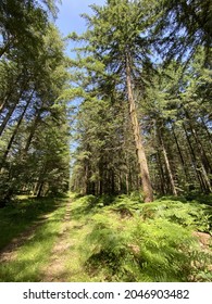 Pin Tree Forest In Burgundy - France