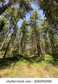 Pin Tree Forest In Burgundy - France