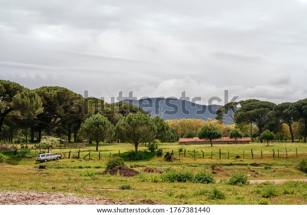 pinaceae forest, farm\
house and old car