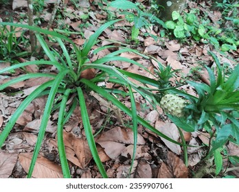 pinapple plant with pinapple fruit