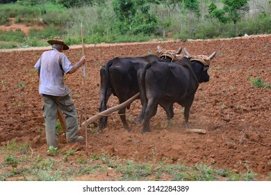 PInar del Rio, Kuba - 3. Mai 2016: Alter Bauer mit einem Ochsenpflug auf rotem braunem Feld 