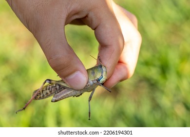 Pinch Migratory Locust With Fingers