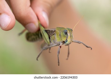 Pinch Migratory Locust With Fingers