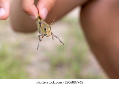 Pinch Migratory Locust With Fingers