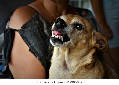 Pincher Dog Showing Teeth