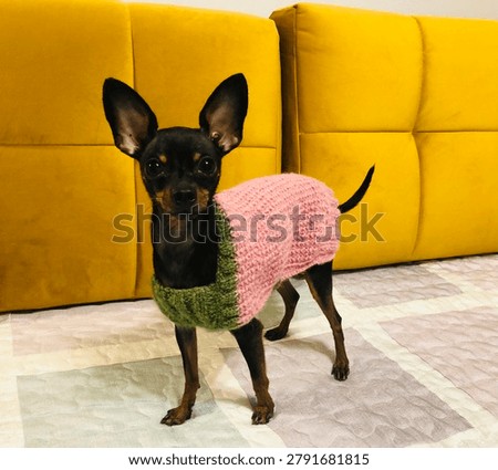 Pincher Mini on a Sofa with a Wool Sweater on 