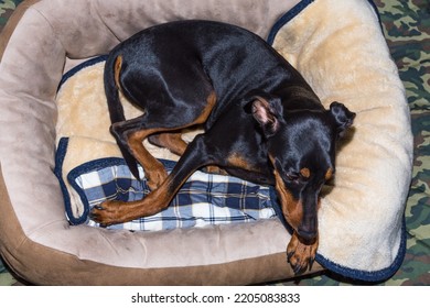 Pincher Pet Dog Resting In His Bed