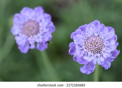 Pincushion Flower Blossom In Purple