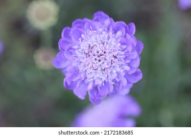 Pincushion Flower Blossom In Purple