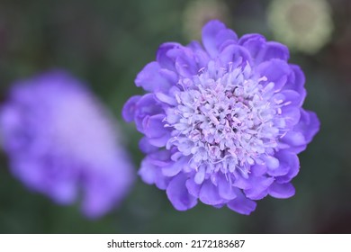 Pincushion Flower Blossom In Purple