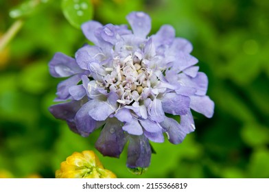 Pincushion Flower In Full Bloom
