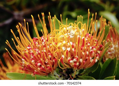 Pincushion Flower In Kirstenbosch Botanic Gardens, Cape Town, South Africa.