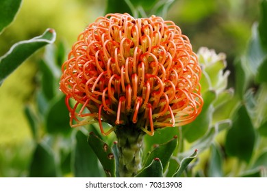 Pincushion Flower In Kirstenbosch Botanic Gardens, Cape Town, South Africa