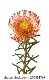 Pincushion Protea Flower