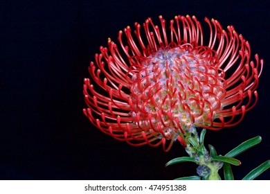 Pincushion Protea Flower