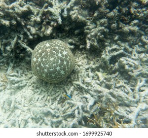 Pincushion Starfish High Res Stock Images Shutterstock