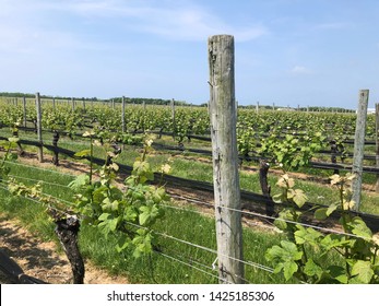 Pindar Vineyards in Long Island New York