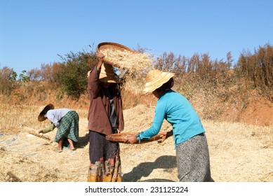 Pindaya, Myanmar - 13 January 2010: Farmers harvesting wheat on the countryside of Pindaya on Myanmar